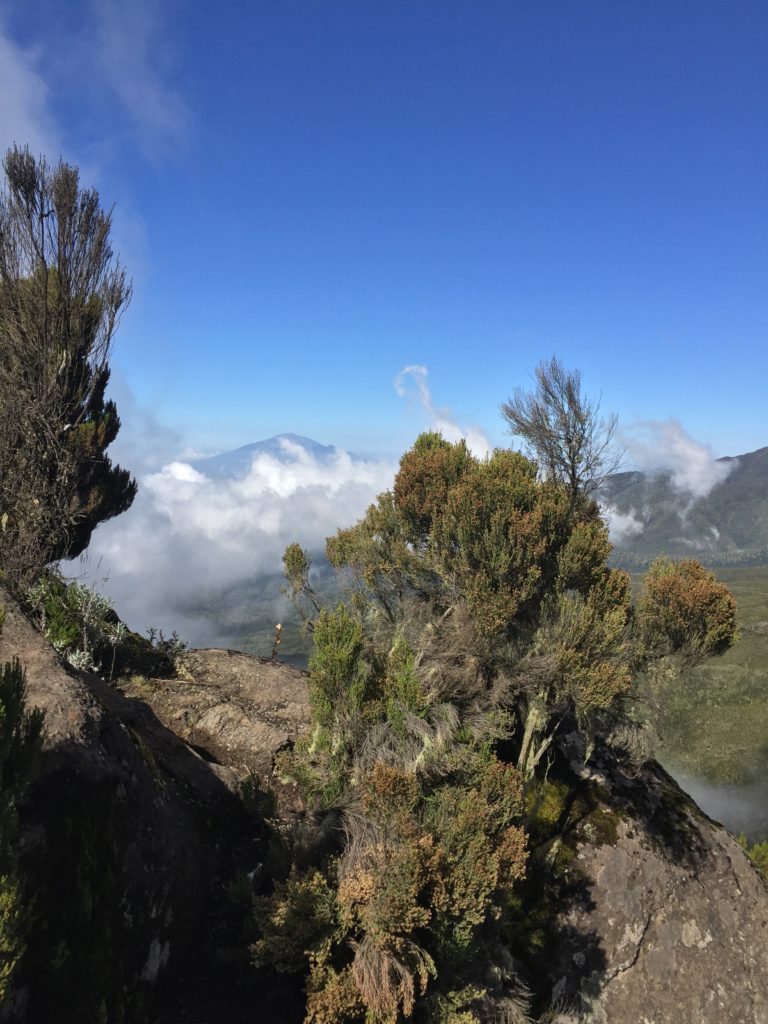 Kilimanjaro flora and Mount Meru
